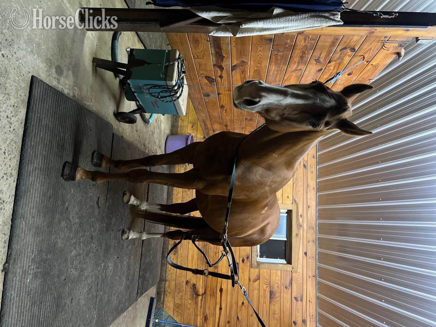 New Jersey "Napoleon Dynamite " Chestnut Gelding Thoroughbred