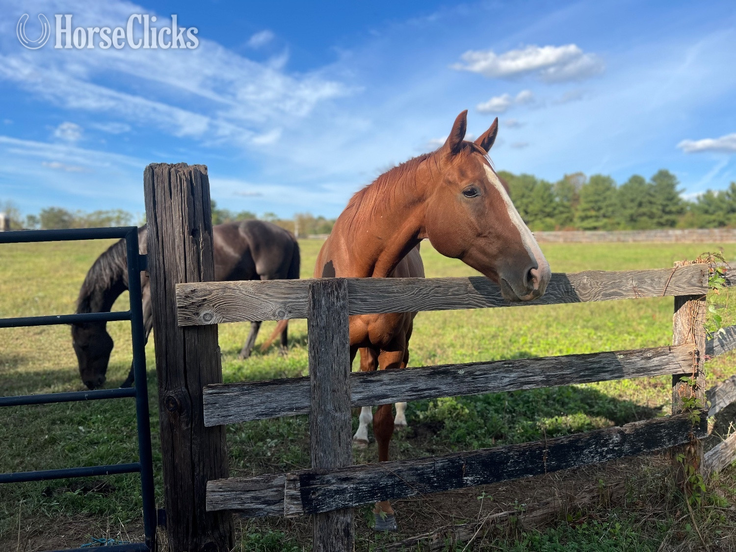 "Napoleon Dynamite " Chestnut Gelding Thoroughbred - Thoroughbred in New Jersey