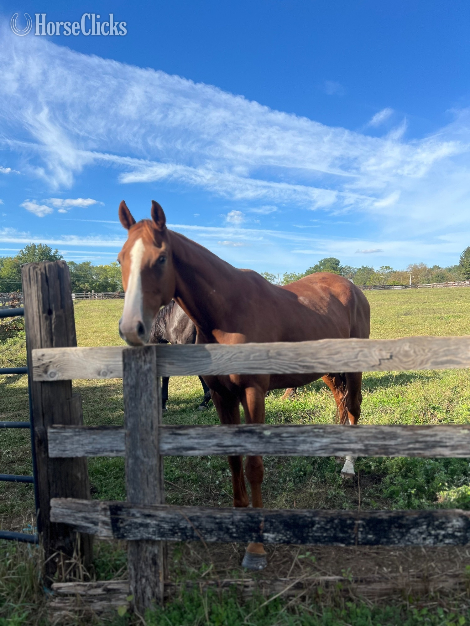 "Napoleon Dynamite " Chestnut Gelding Thoroughbred - Thoroughbred