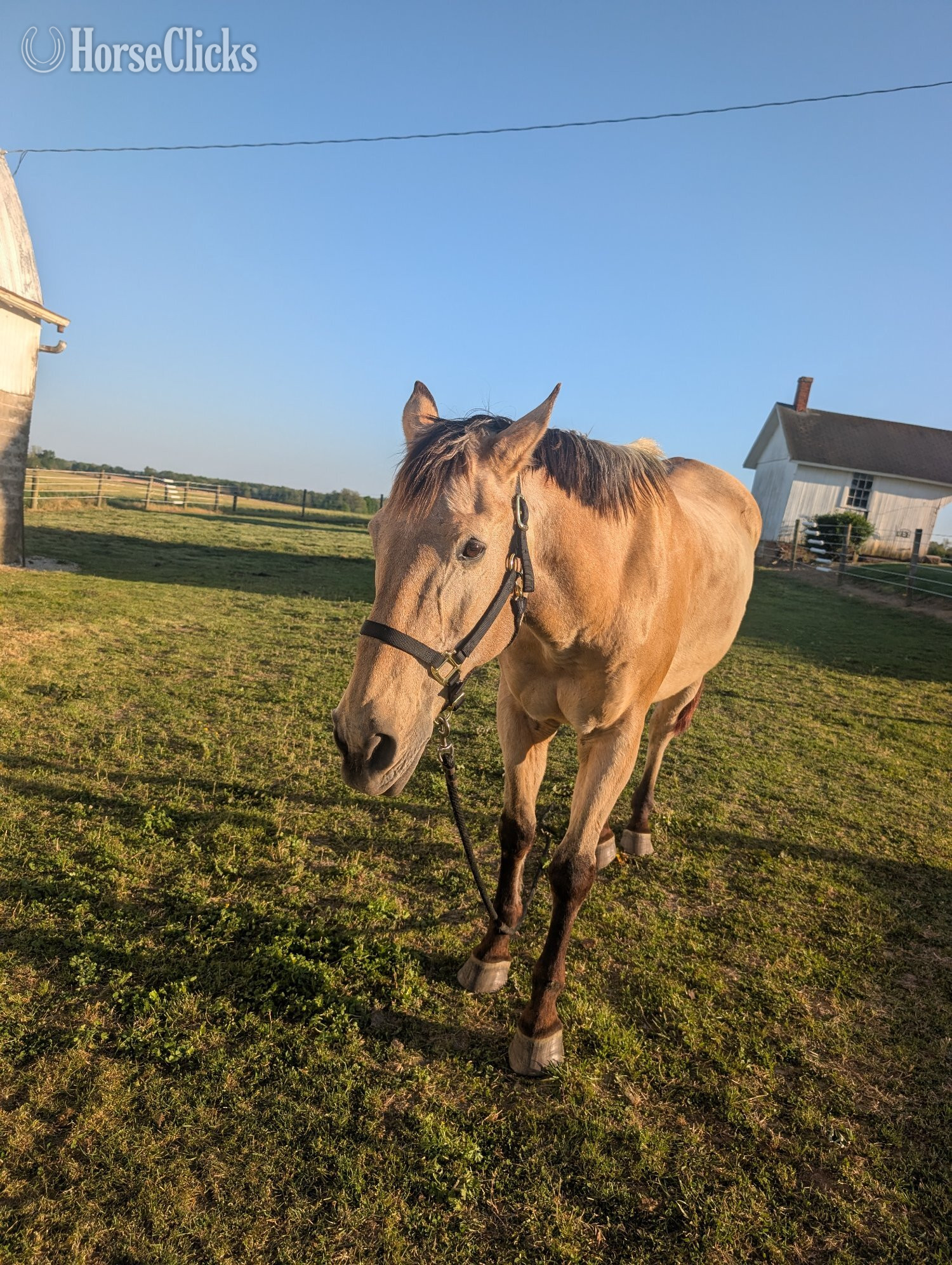 "Maverick " Buckskin Gelding Quarter Horse in Indiana