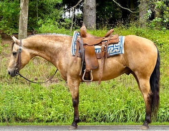 "Stetson" Buckskin Gelding Quarter Horse