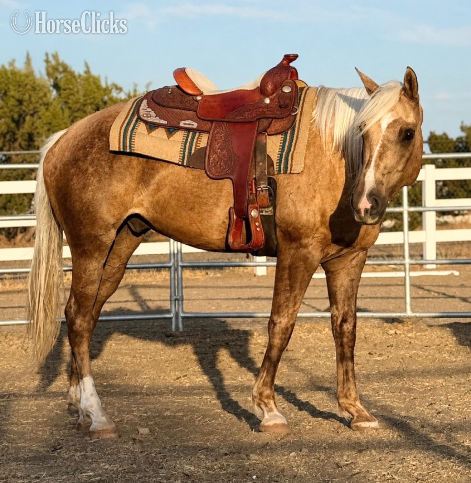 "Montana " Palomino Gelding Draft in California