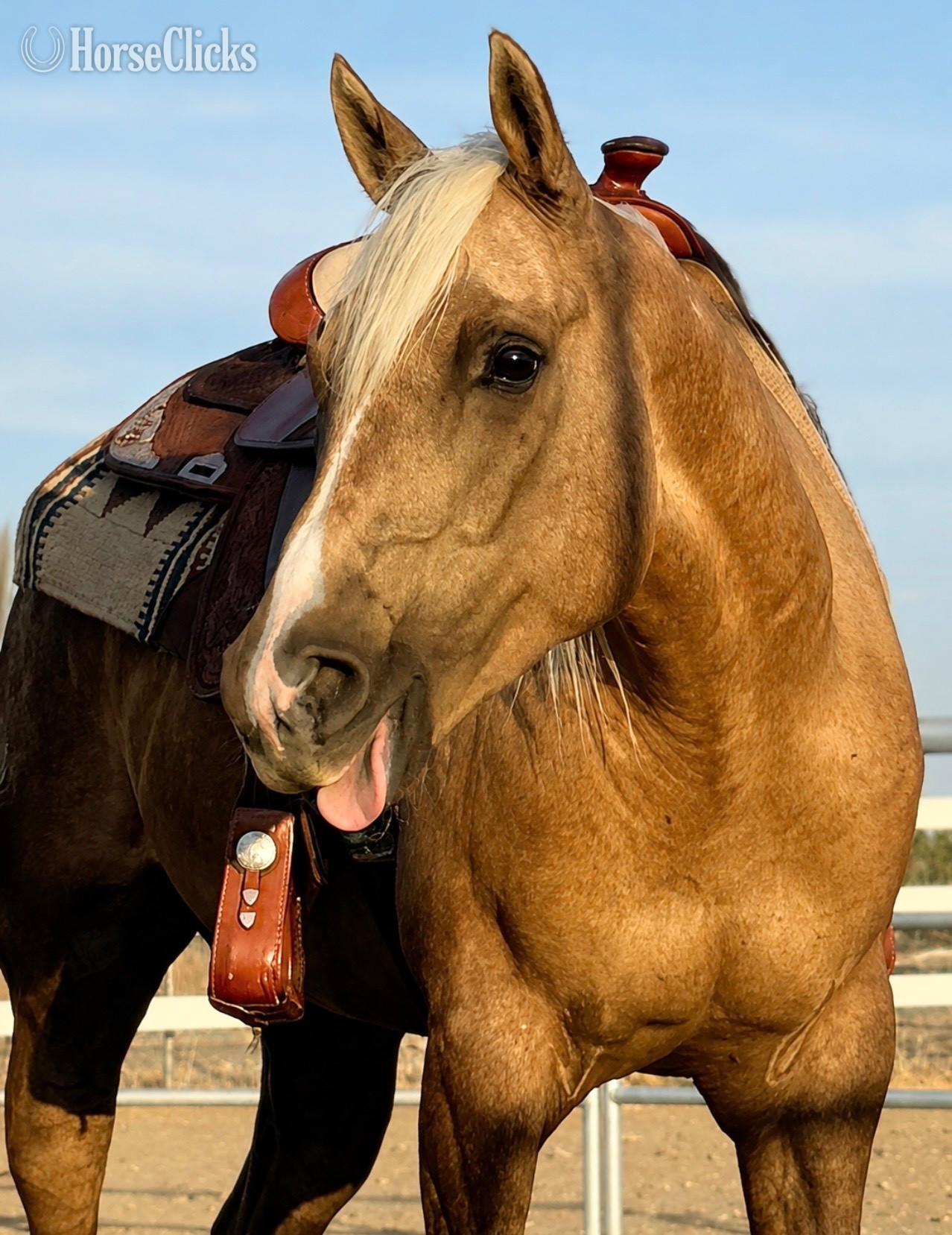 "Montana " Palomino Gelding Draft