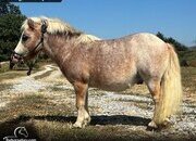 "Twinkle" Strawberry Roan Gelding Pony