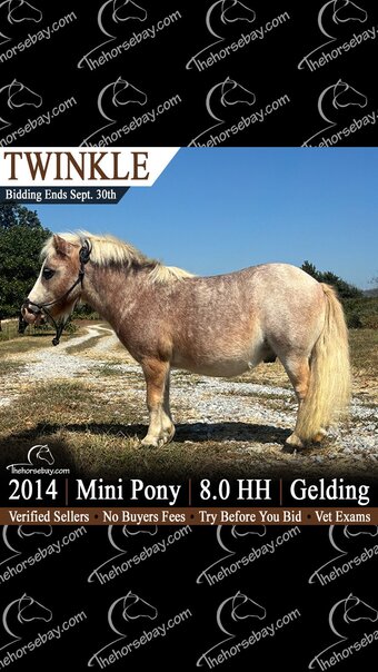 "Twinkle" Strawberry Roan Gelding Pony