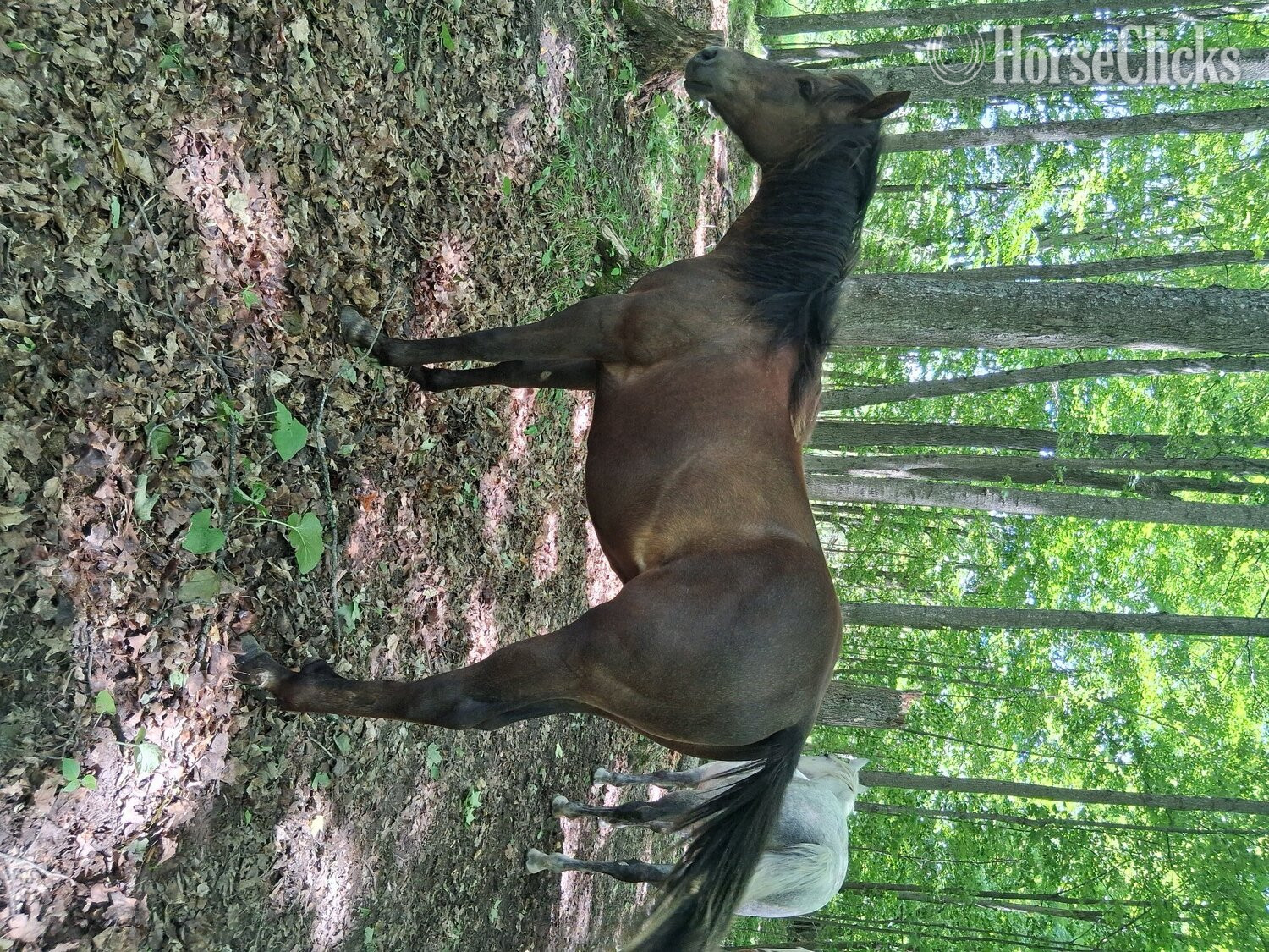 "Wallas Pepto Boon" Grey Stallion Quarter Horse in Michigan