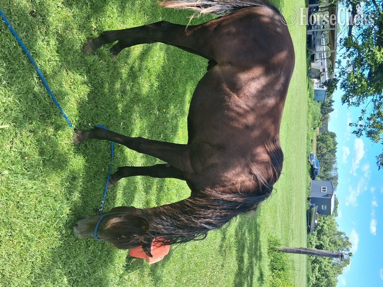 "Wallas Pepto Boon" Grey Stallion Quarter Horse