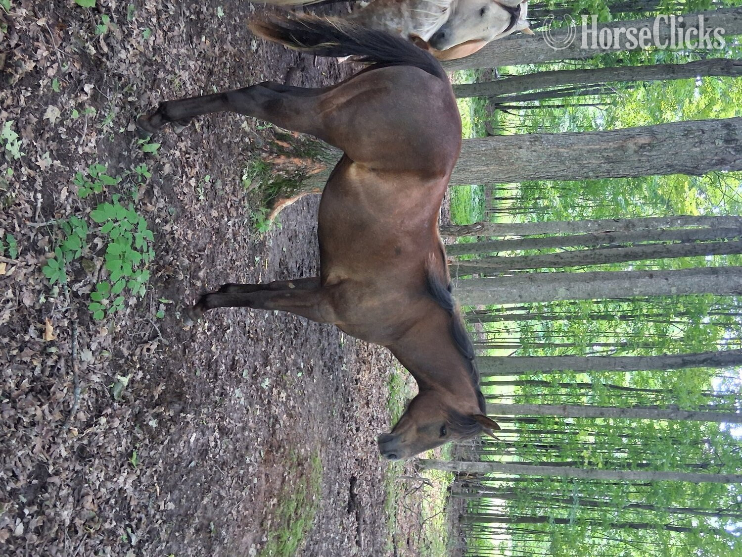 Michigan "Wallas Pepto Boon" Grey Stallion Quarter Horse