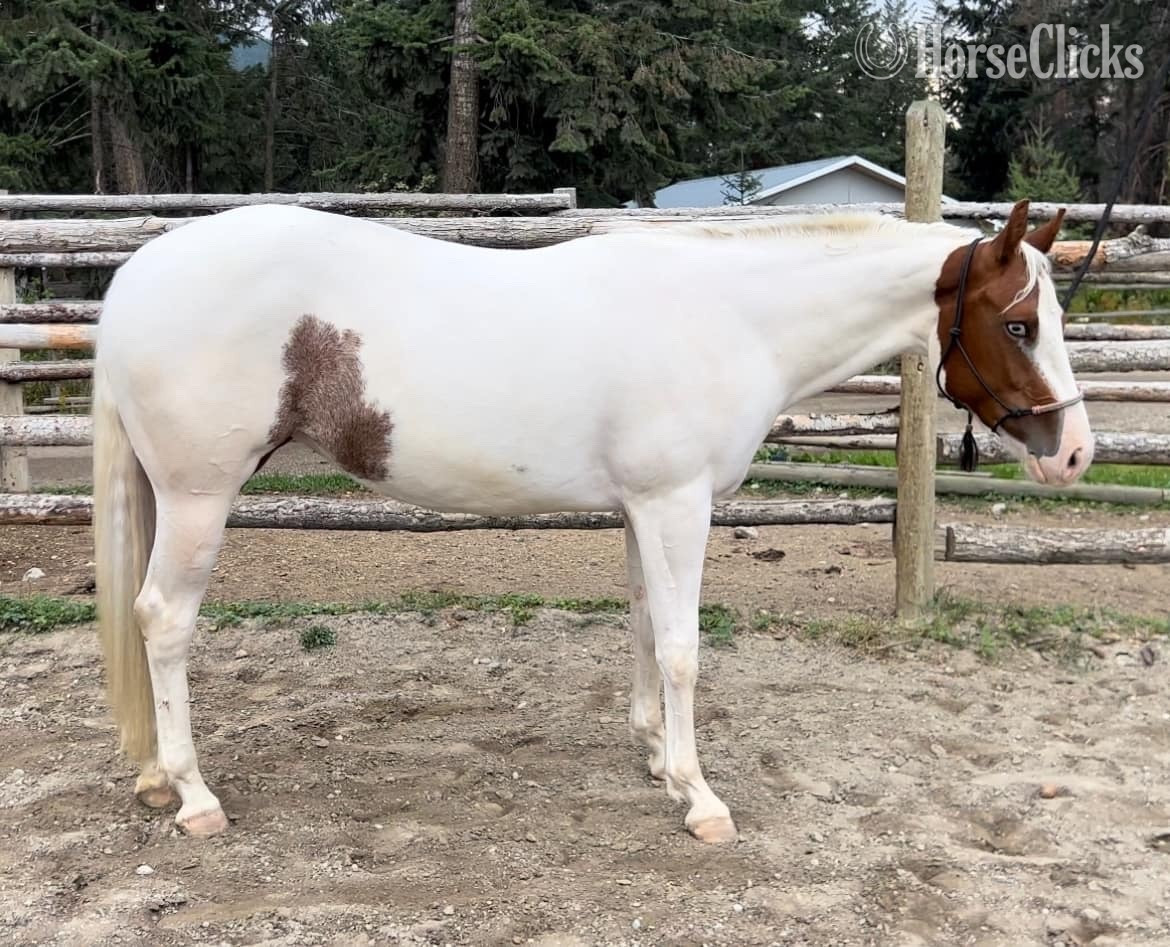 Paint - "Little Peppe Encore " Sorrel Mare Paint in British Columbia