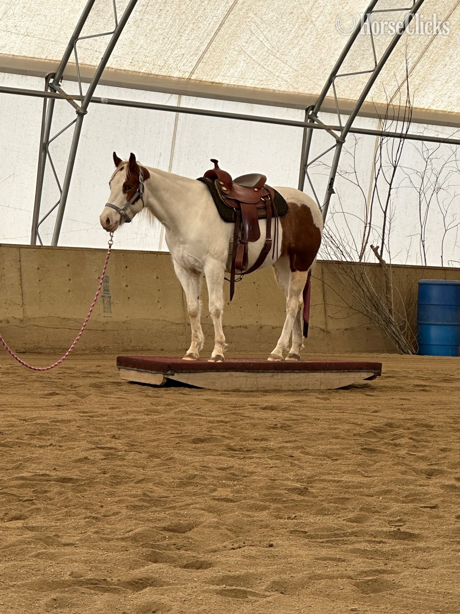 British Columbia "Little Peppe Encore " Sorrel Mare Paint