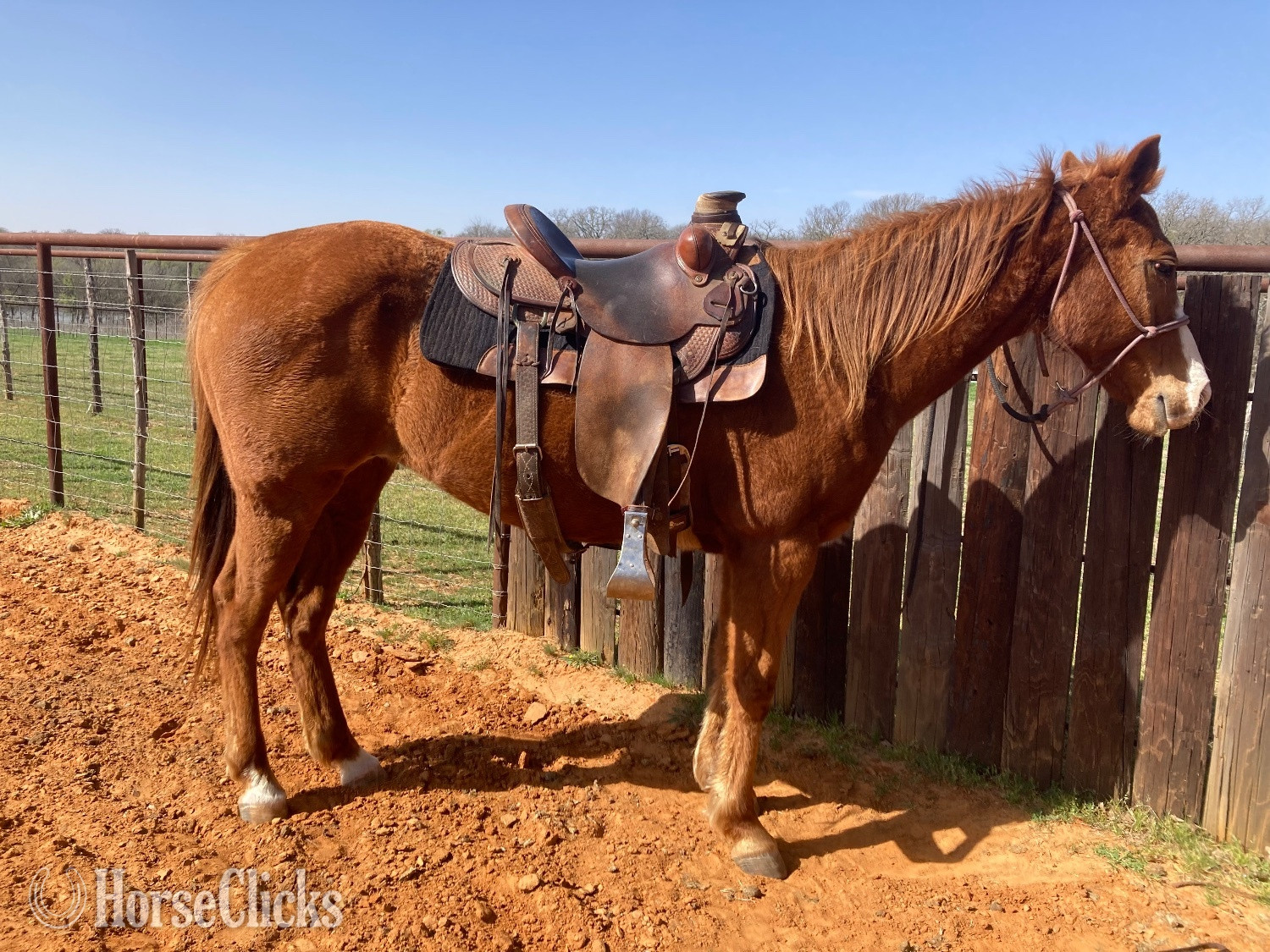 "Honey" Sorrel Mare Quarter Horse in Texas