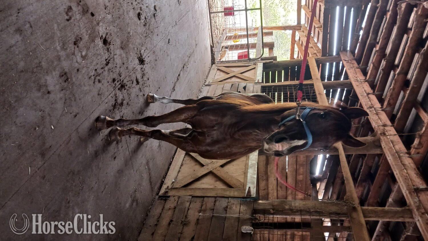 "CHRISSY" Chestnut Mare Quarter Horse in Florida