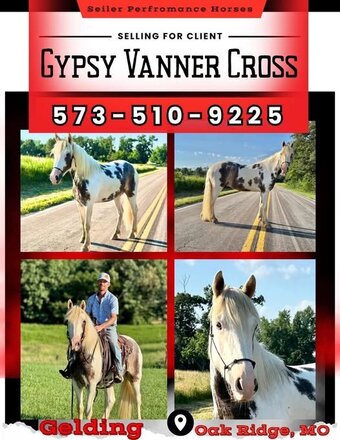 "Outlaw" Spotted Gelding Gypsy Vanner