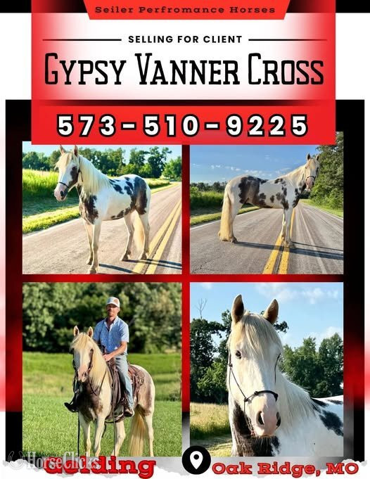 "Outlaw" Spotted Gelding Gypsy Vanner in Missouri