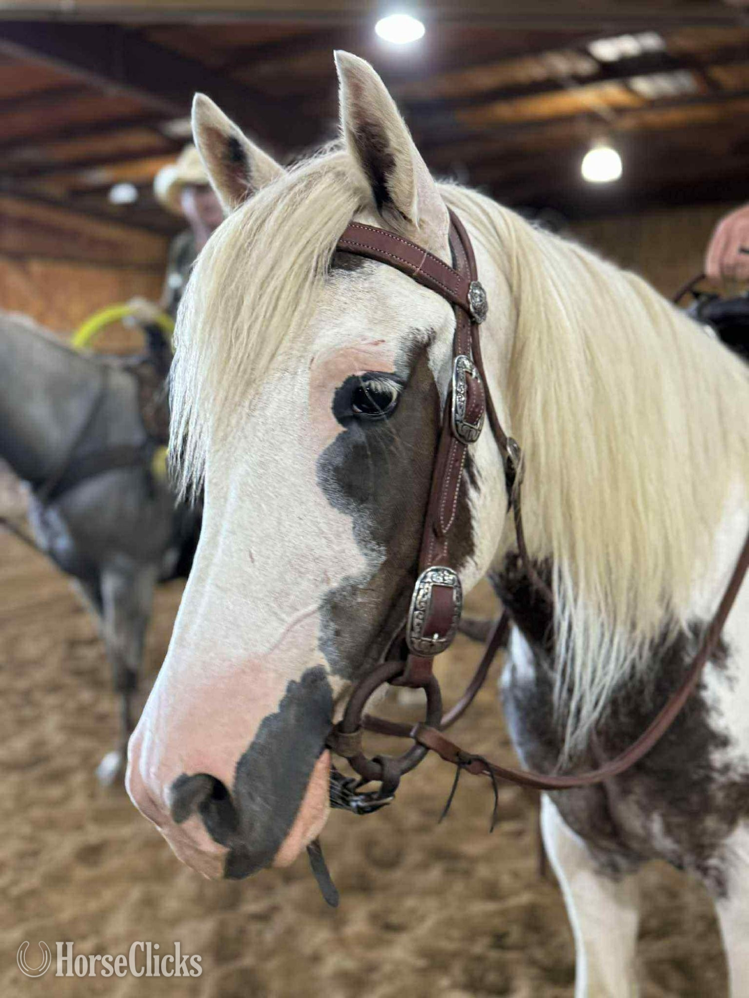 "Outlaw" Spotted Gelding Gypsy Vanner