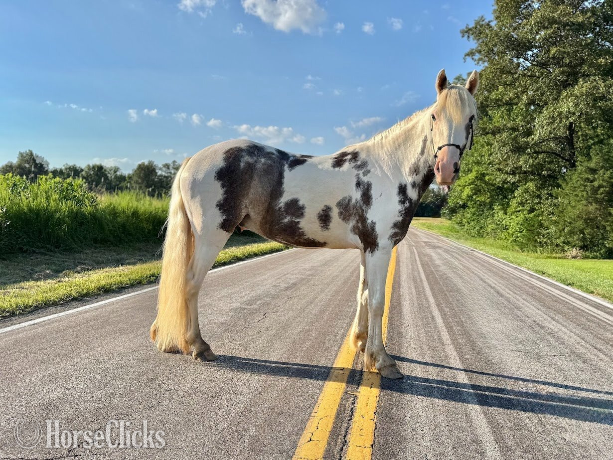 "Outlaw" Spotted Gelding Gypsy Vanner - Gypsy Vanner