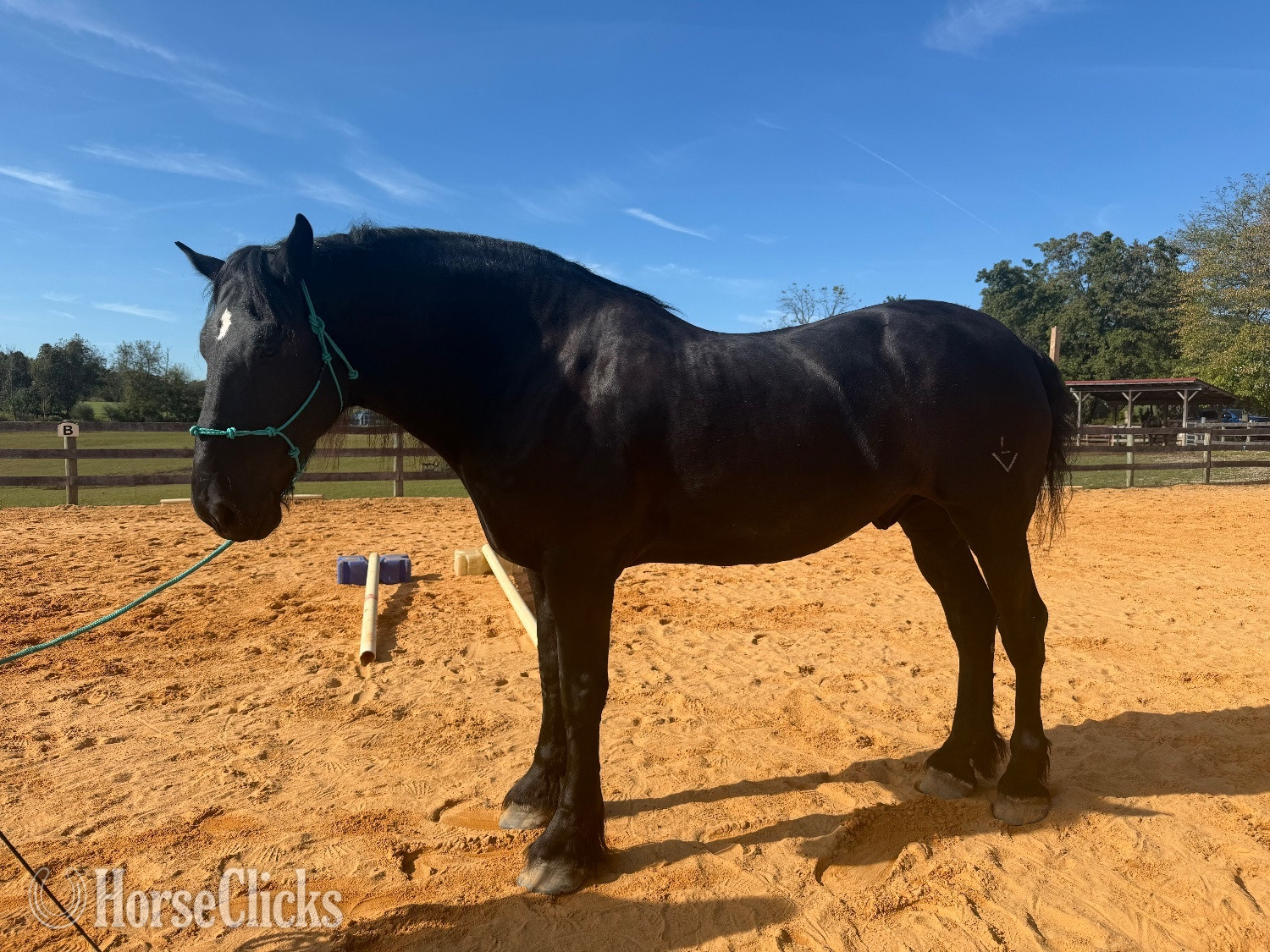 "Zeus" Black Gelding Percheron in Pennsylvania