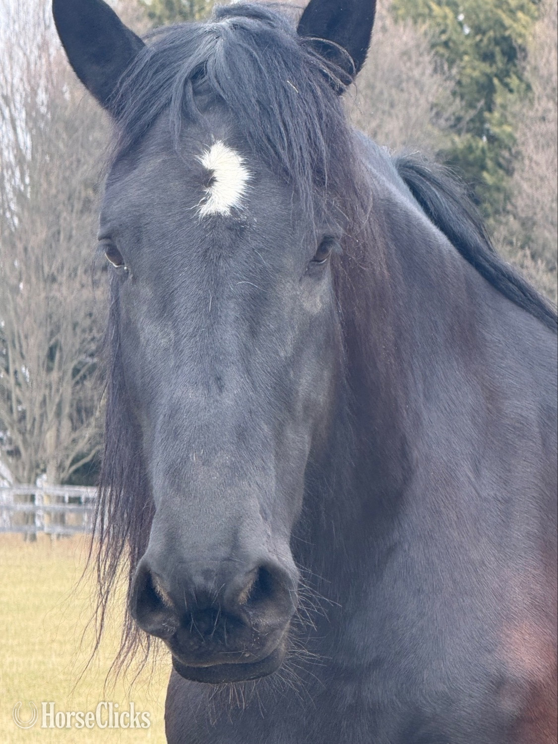 "Zeus" Black Gelding Percheron