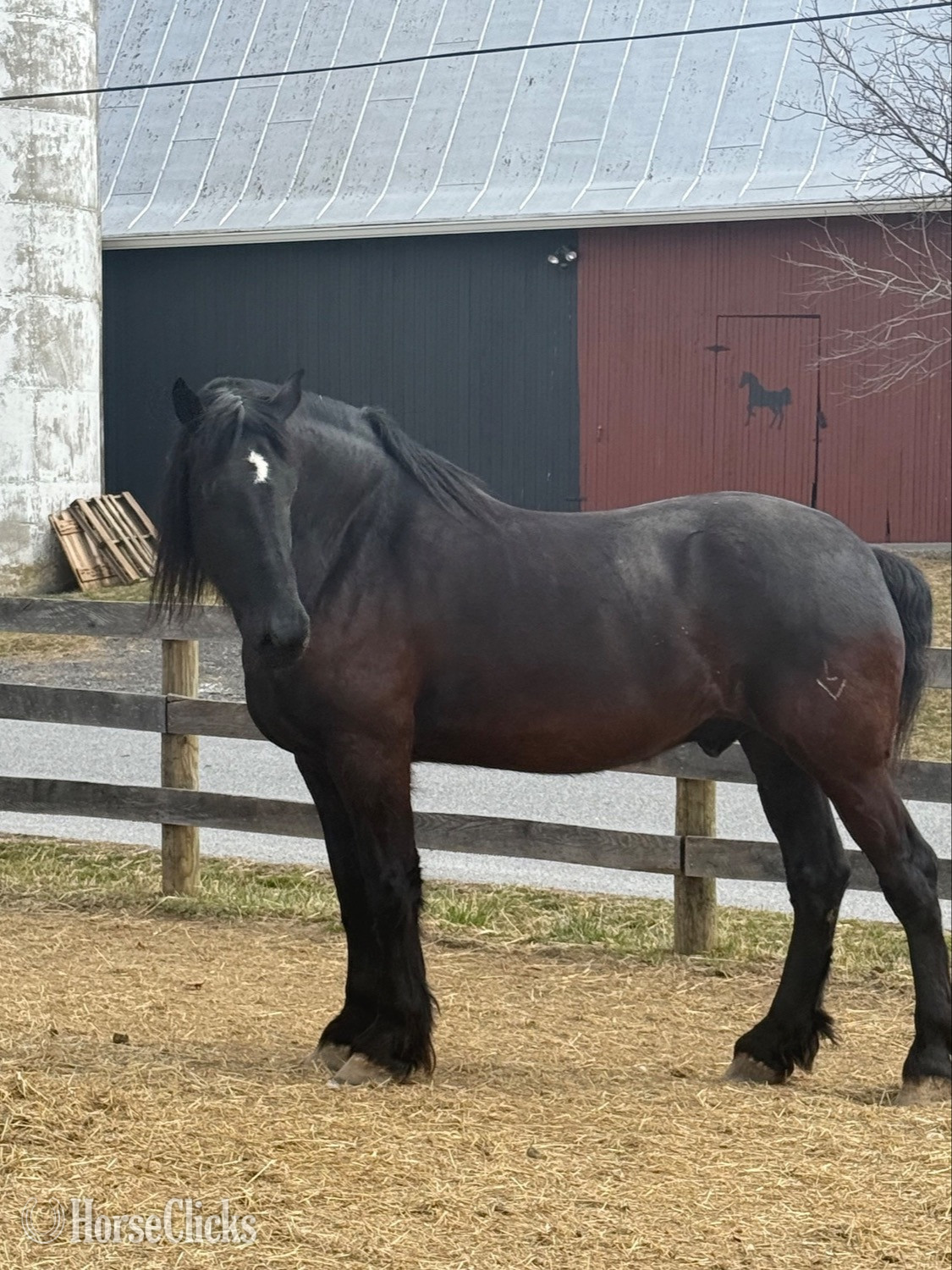 Pennsylvania "Zeus" Black Gelding Percheron