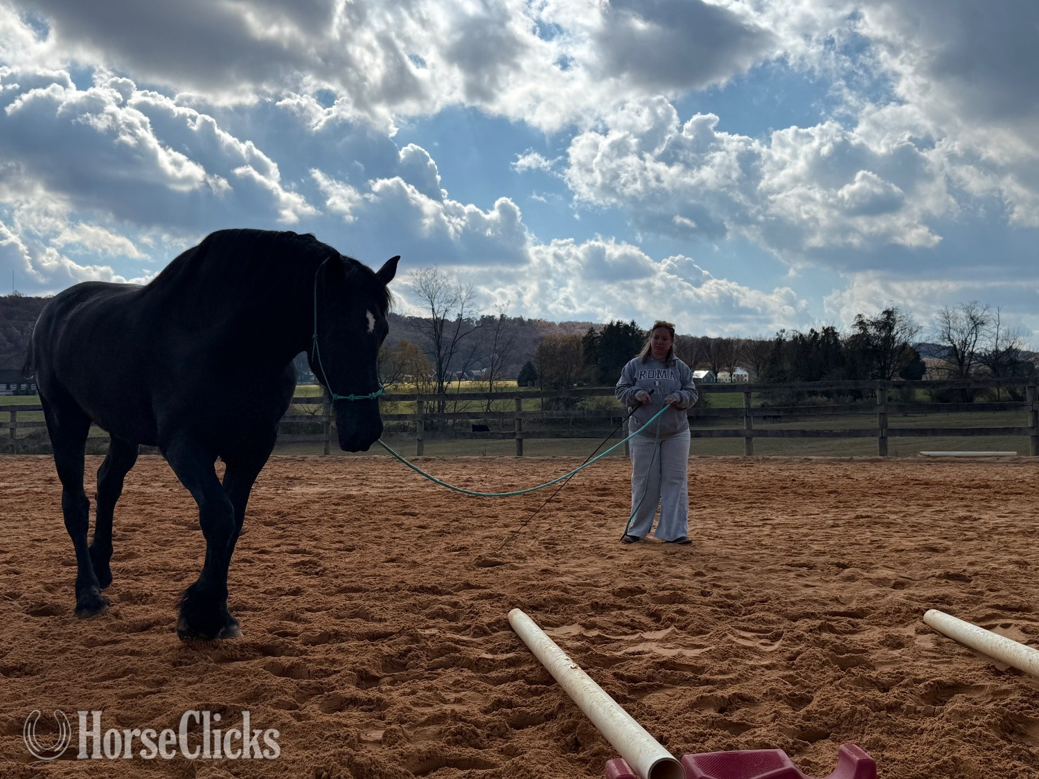 "Zeus" Black Gelding Percheron - Percheron in Pennsylvania