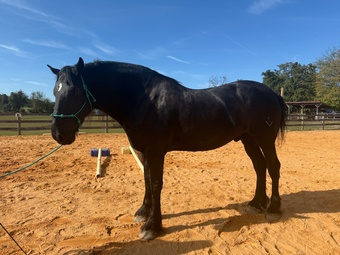 "Zeus" Black Gelding Percheron