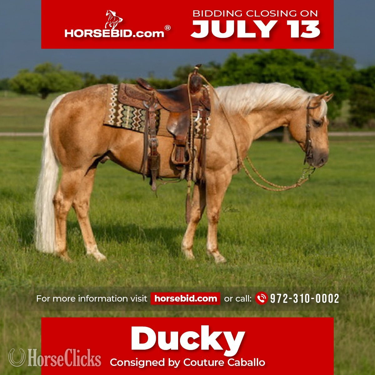 "Ducky " Palomino Gelding Quarter Horse in Arkansas