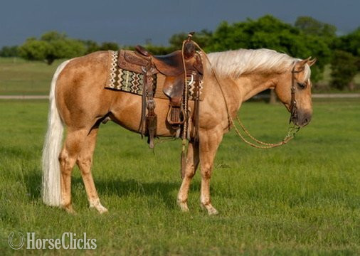 "Ducky " Palomino Gelding Quarter Horse