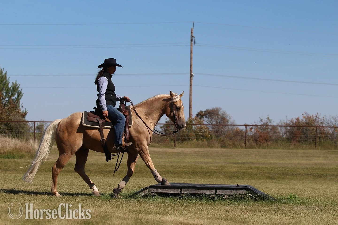 "Ducky " Palomino Gelding Quarter Horse - Quarter Horse in Arkansas