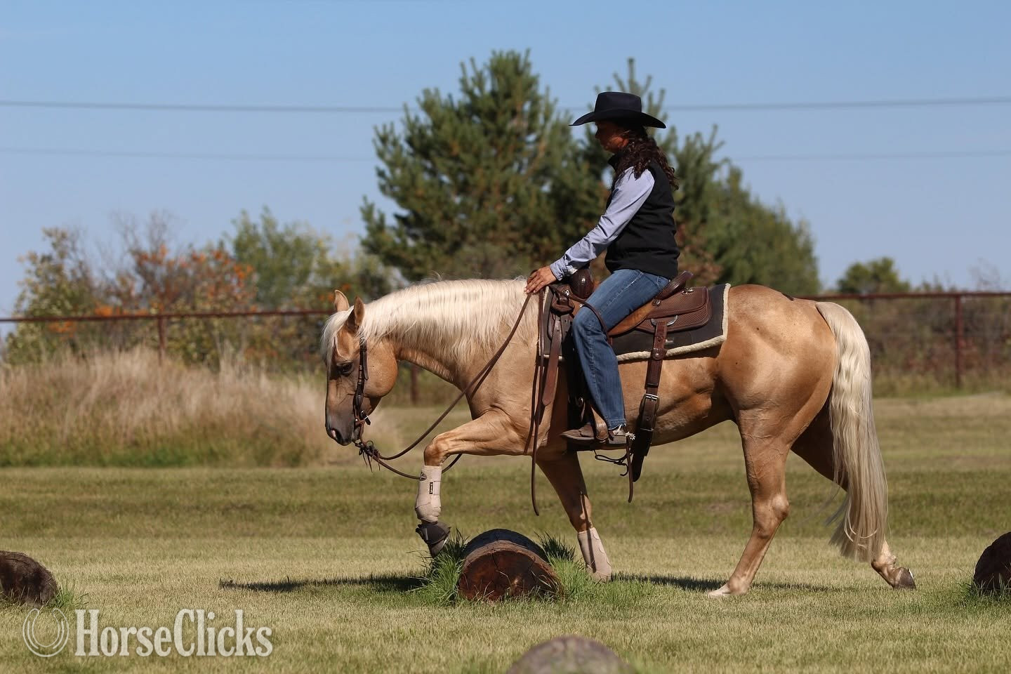Quarter Horse - "Ducky " Palomino Gelding Quarter Horse