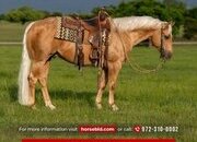 "Ducky " Palomino Gelding Quarter Horse