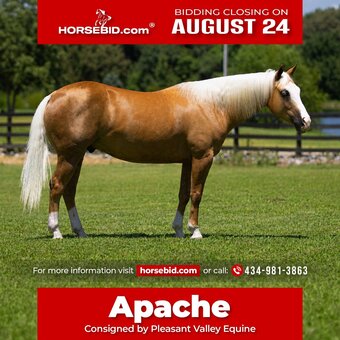 "Apache " Palomino Gelding Quarter Horse