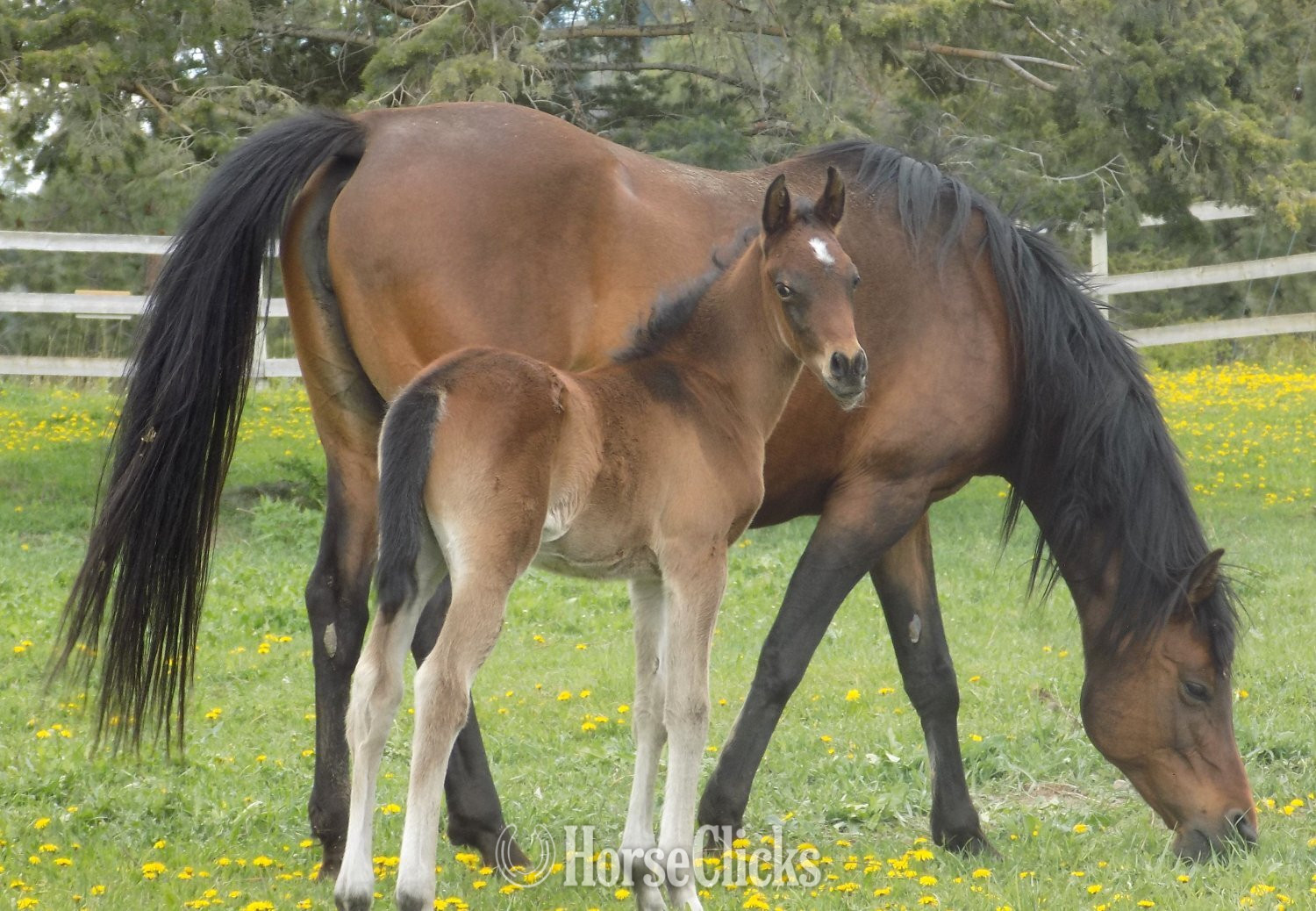 "TP Kareem" Bay Colt Arabian in British Columbia