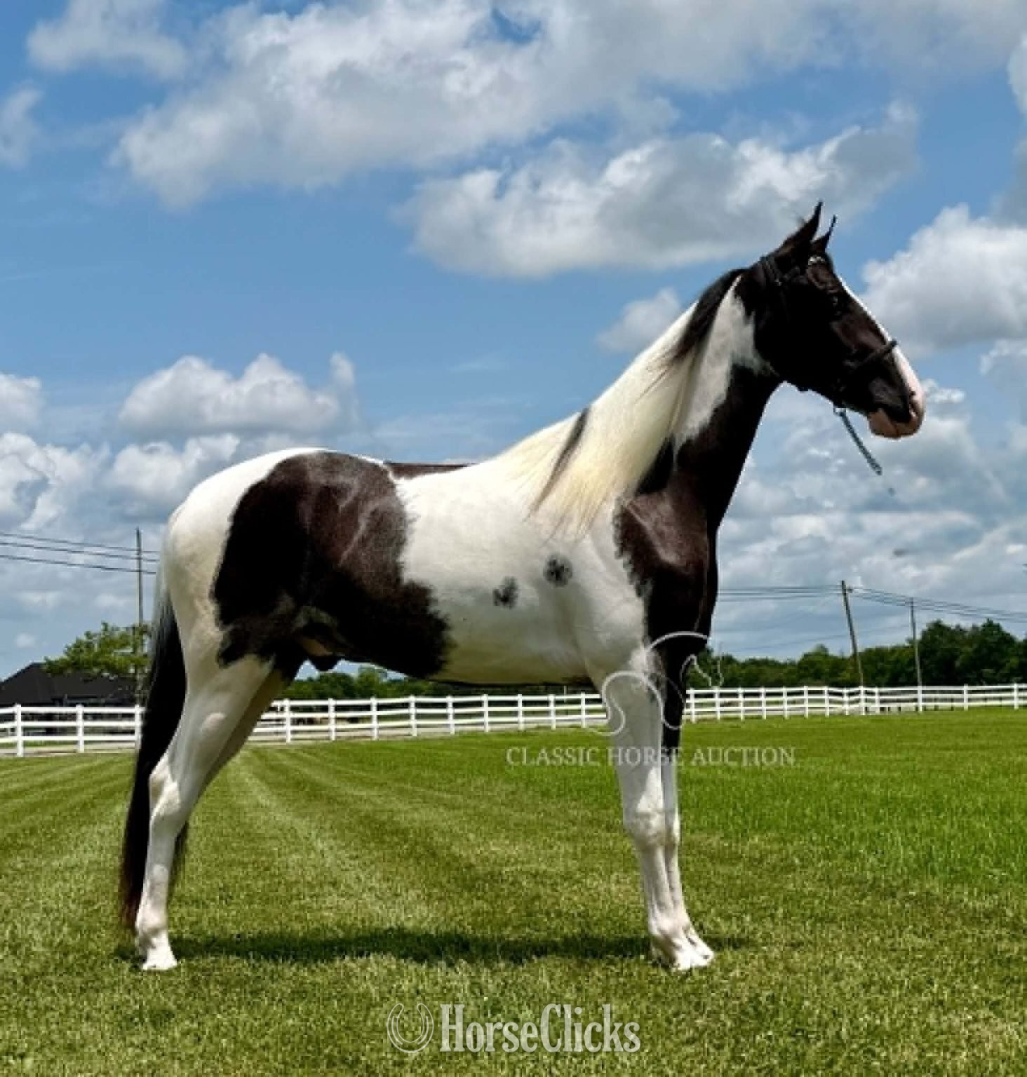 "boonshill" Tabiano Gelding Spotted Saddle in Tennessee