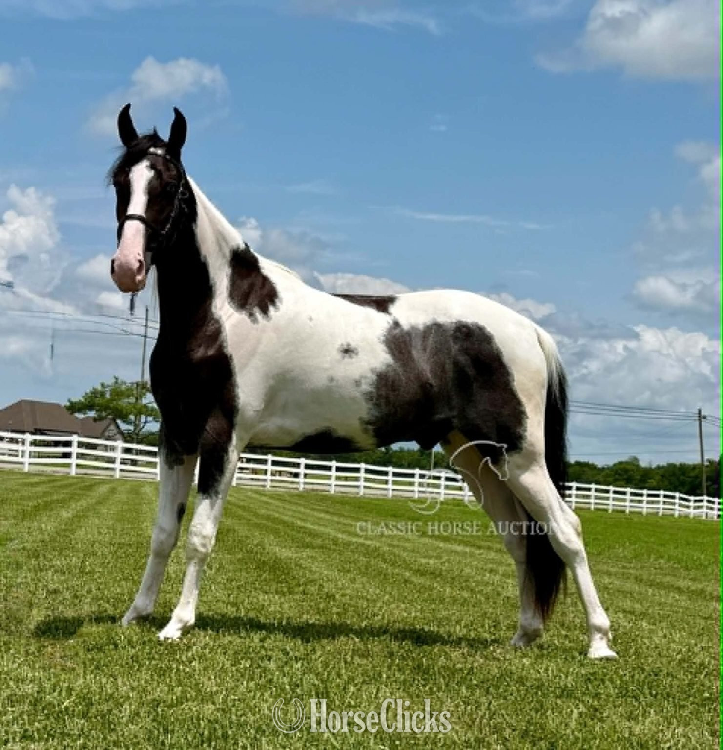 "boonshill" Tabiano Gelding Spotted Saddle