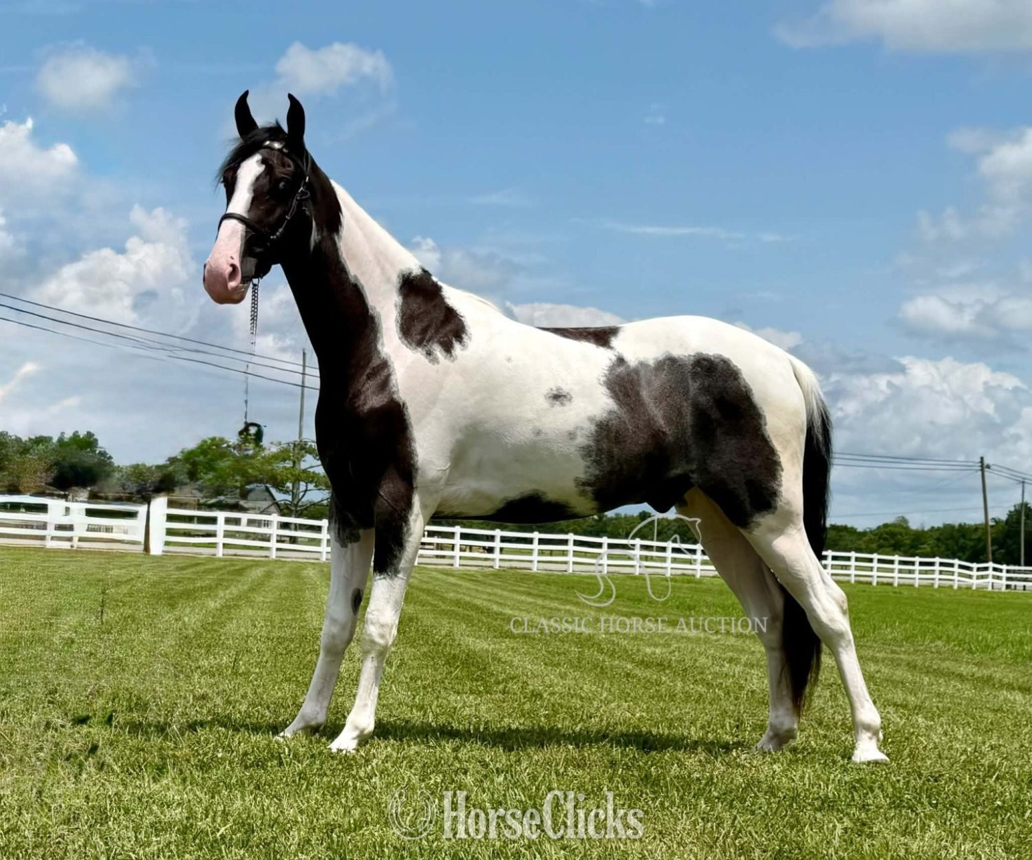Tennessee "boonshill" Tabiano Gelding Spotted Saddle