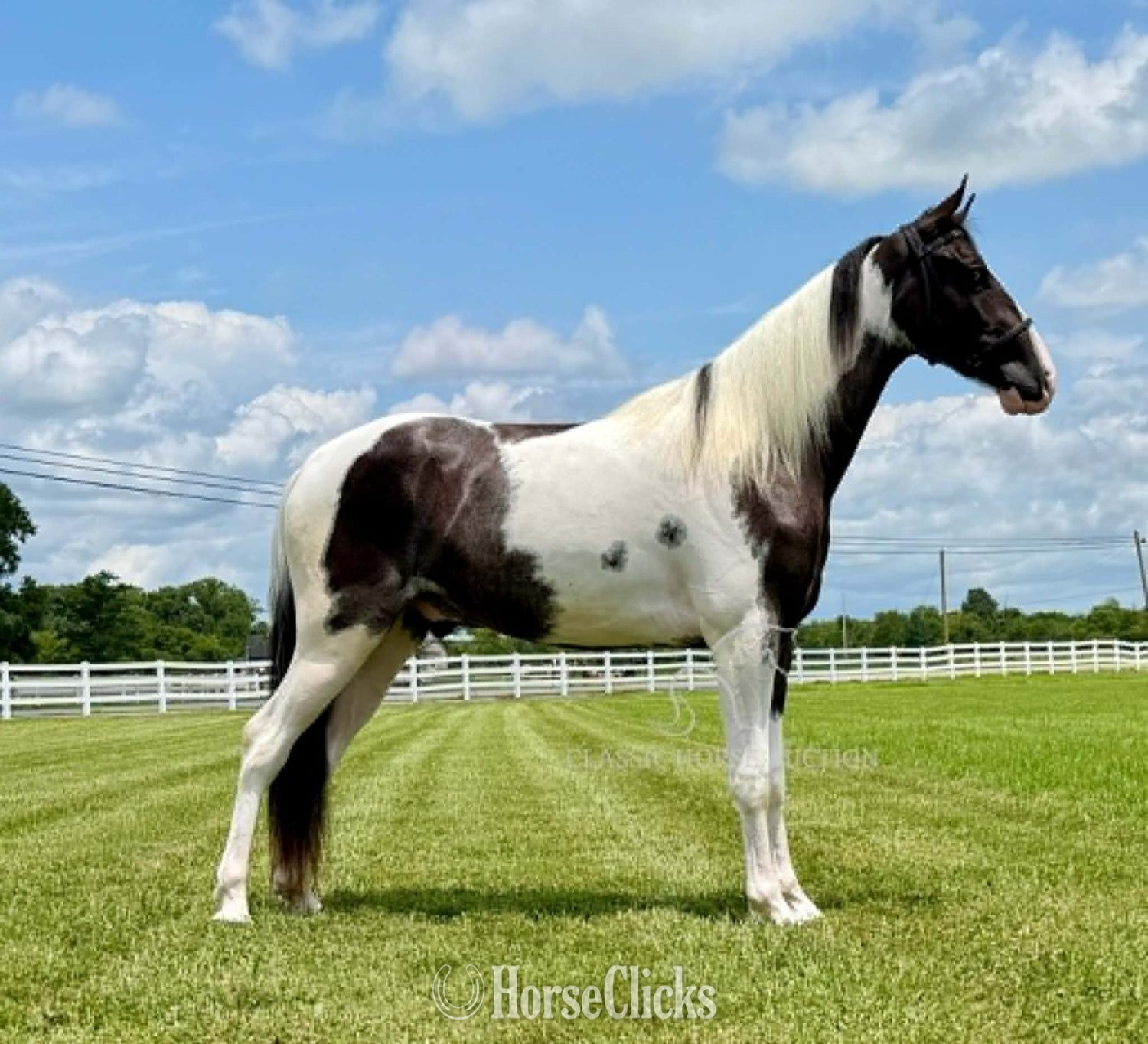 "boonshill" Tabiano Gelding Spotted Saddle - Spotted Saddle in Tennessee