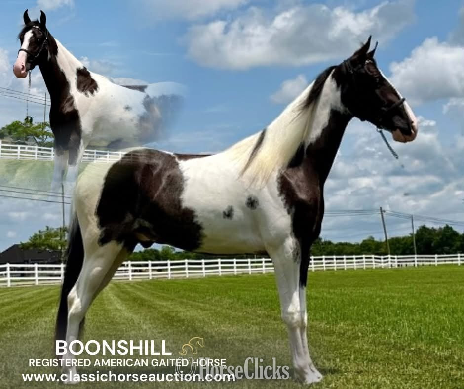 "boonshill" Tabiano Gelding Spotted Saddle - Spotted Saddle