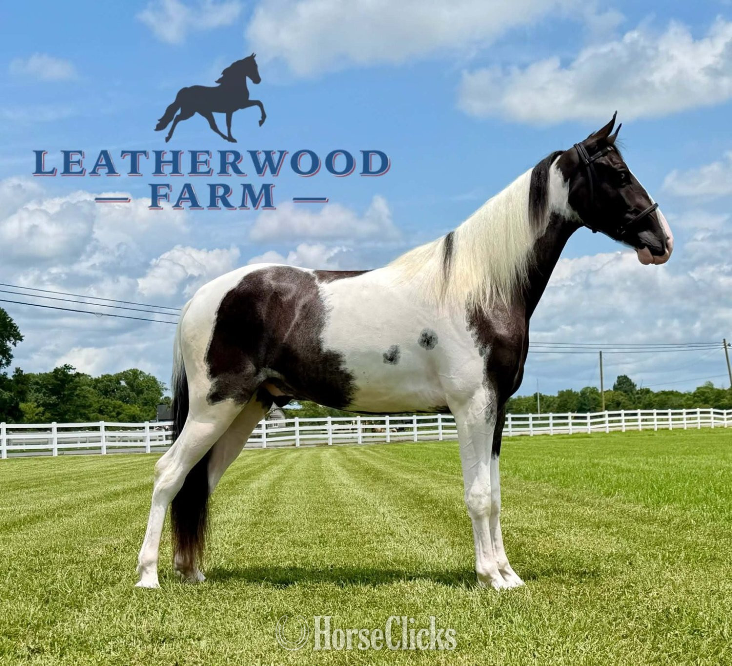 "boonshill" Tabiano Gelding Spotted Saddle Tennessee