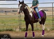 "Kristoff" Tabiano Gelding Tennessee Walker