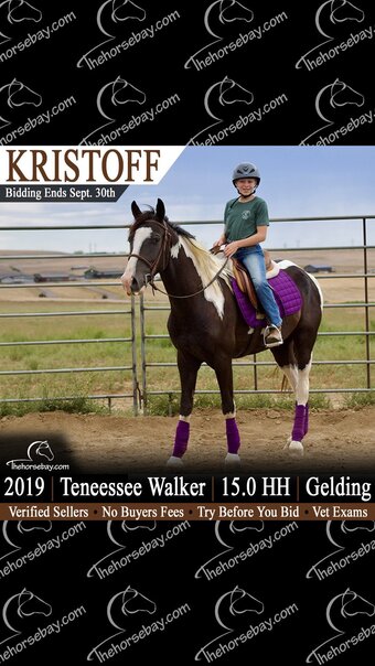 "Kristoff" Tabiano Gelding Tennessee Walker