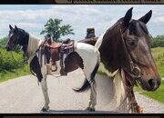 "Patches" Tabiano Mare Spotted Saddle