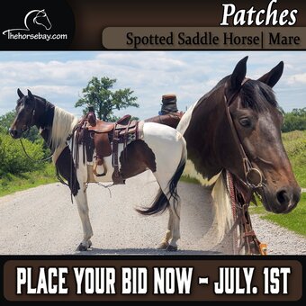 "Patches" Tabiano Mare Spotted Saddle