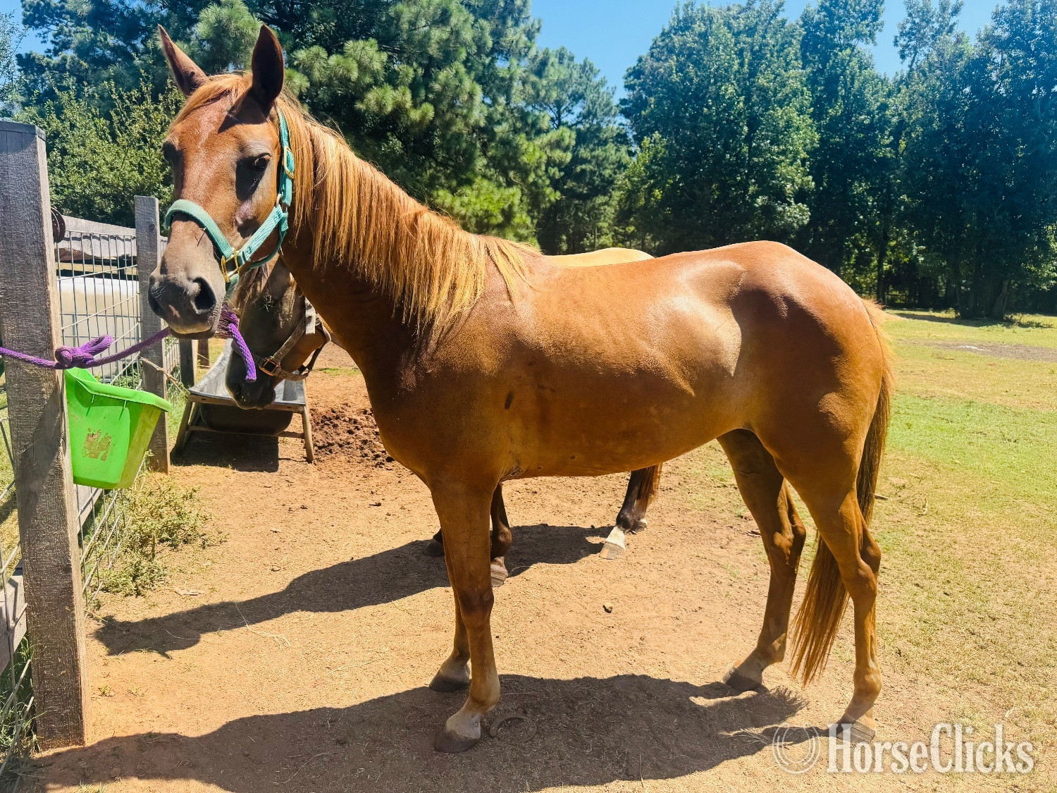 "Penny" Sorrel Mare Quarter Pony in Texas