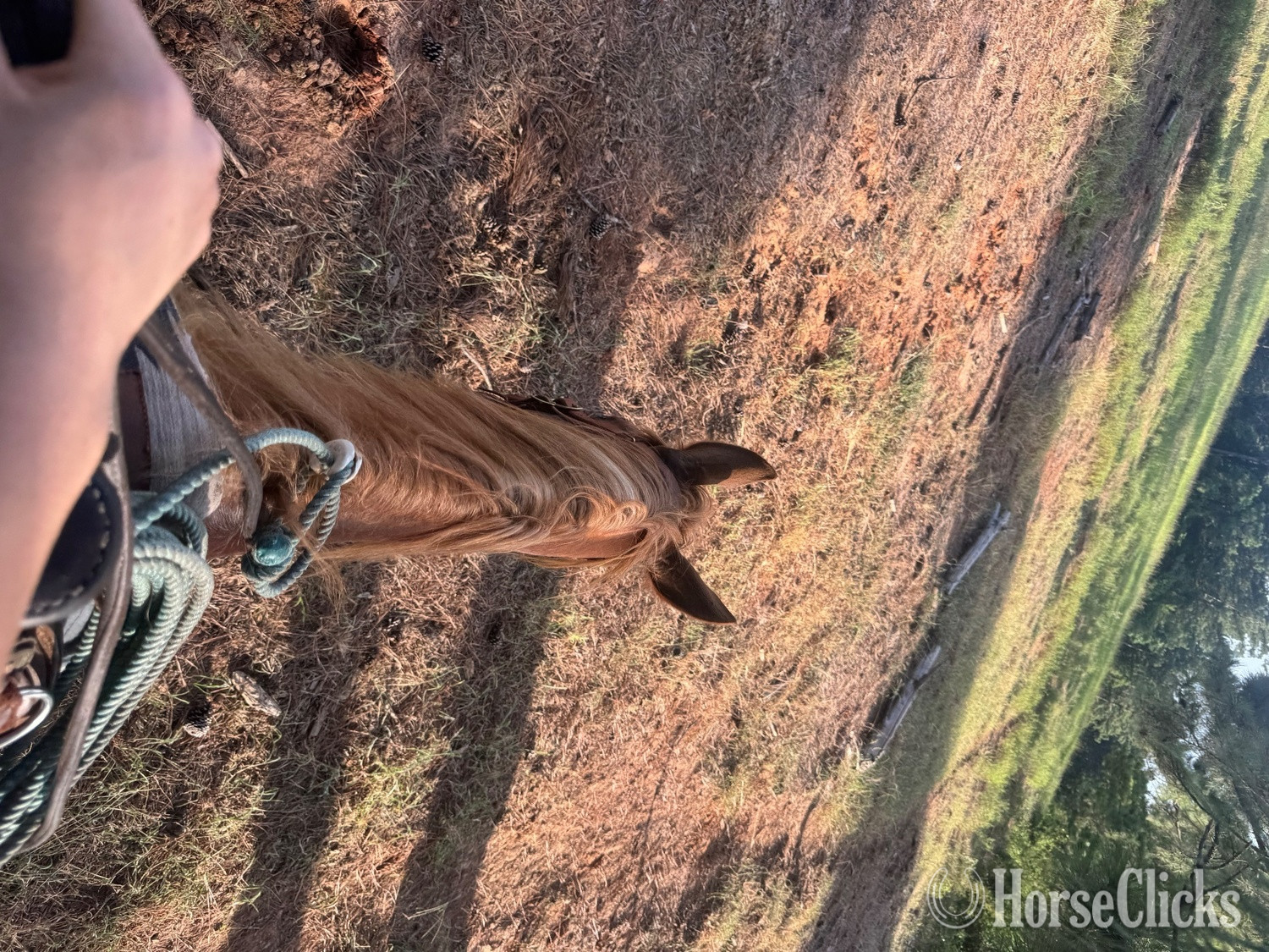 "Penny" Sorrel Mare Quarter Pony
