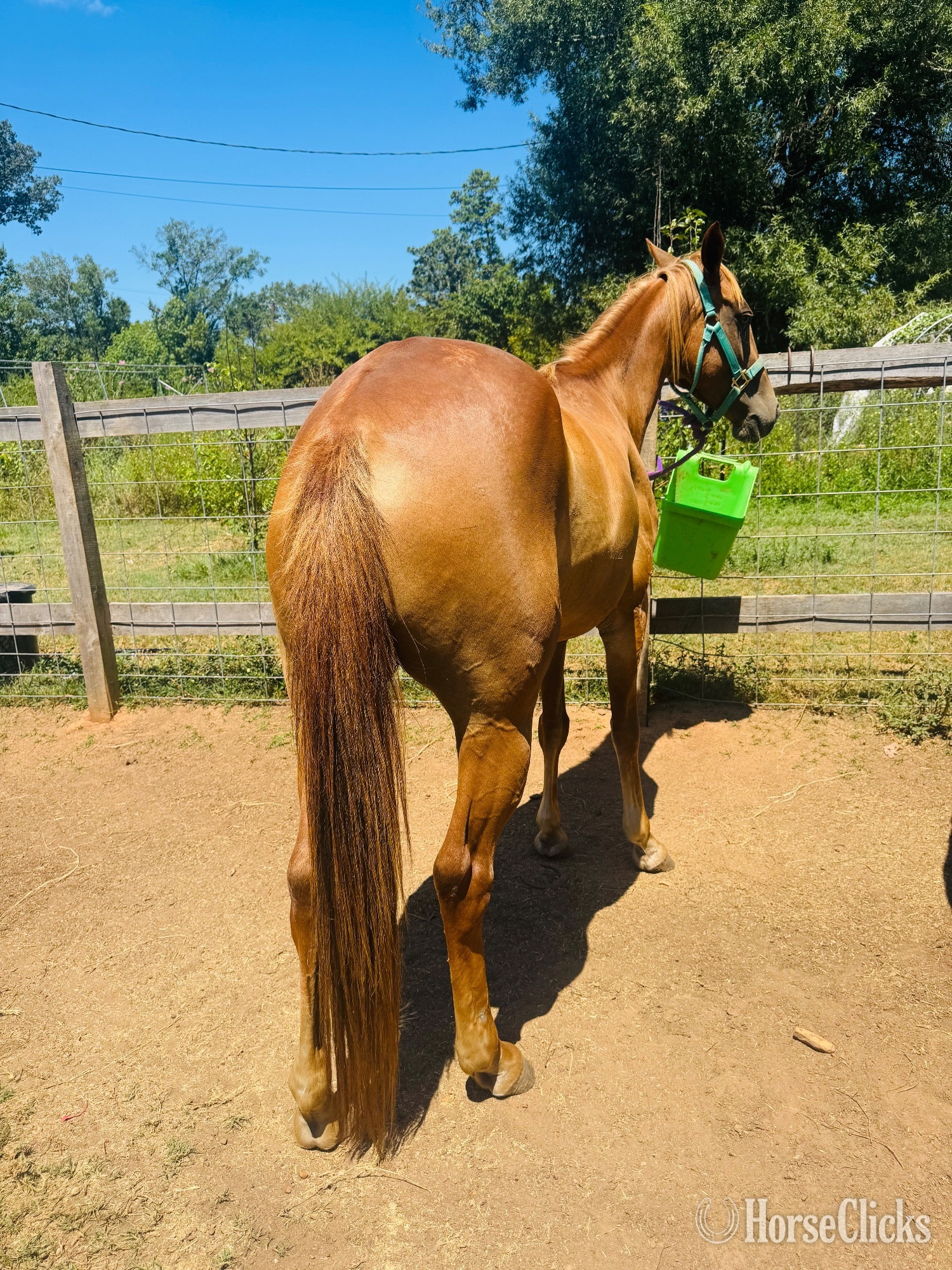 "Penny" Sorrel Mare Quarter Pony
