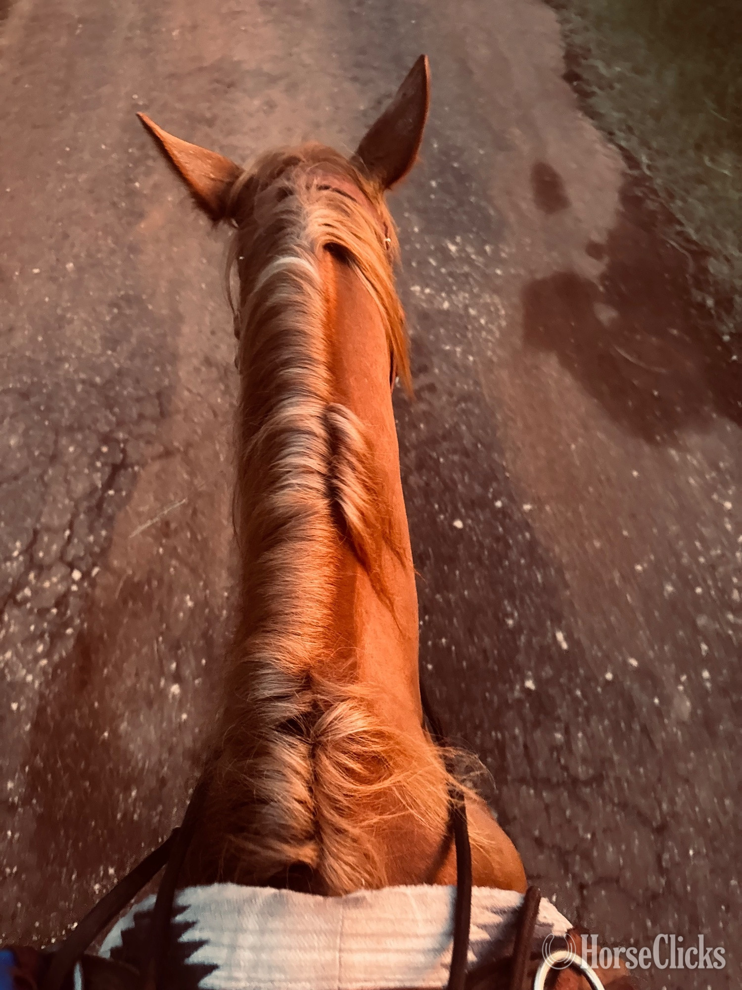 "Penny" Sorrel Mare Quarter Pony - Quarter Pony in Texas