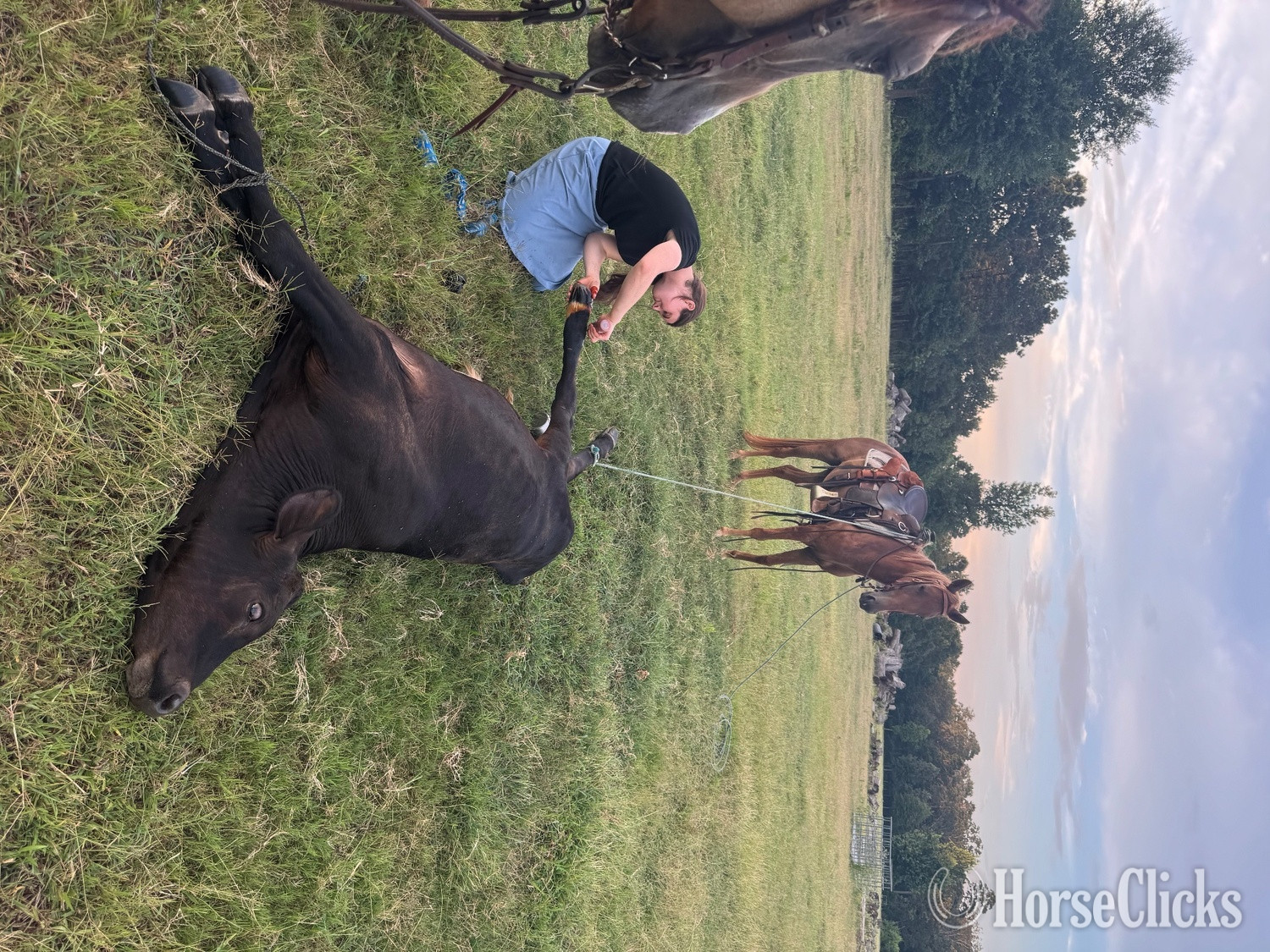 "Penny" Sorrel Mare Quarter Pony Texas