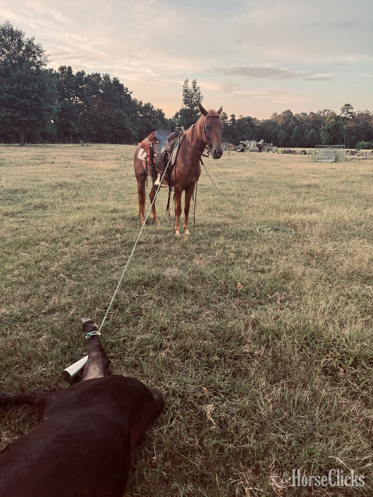 "Penny" Sorrel Mare Quarter Pony - Quarter Pony