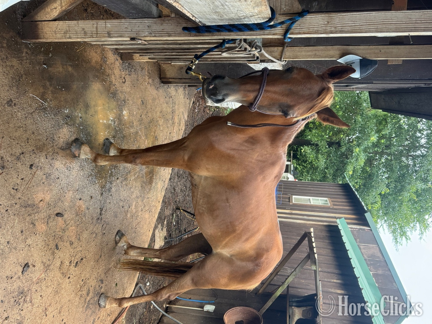 Quarter Pony - "Penny" Sorrel Mare Quarter Pony in Texas