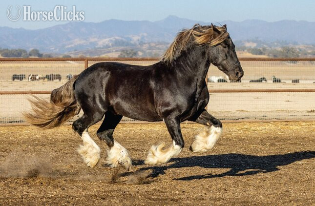 "Midas" Silver Dapple Stallion Gypsy Vanner in California